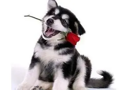 阿拉斯加犬|清洁剂对阿拉斯加雪橇犬的健康有哪些危害