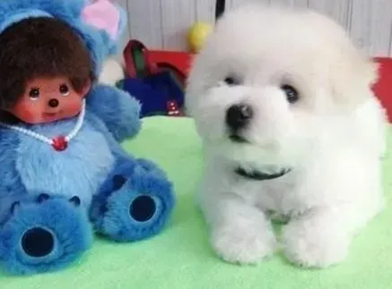 比熊犬|喂养比熊犬幼犬时千万要注意的事情