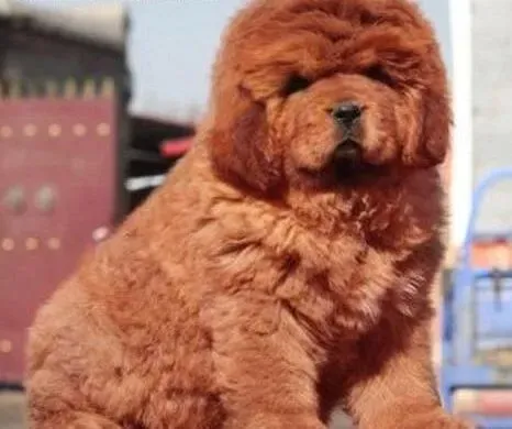 藏獒|鸡蛋对藏獒的身体有好处吗
