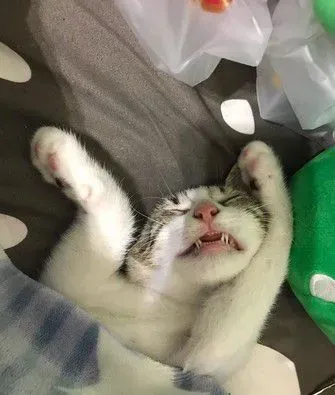奴才还不快护驾! 钻棉被自嗨被3猫盖布袋群殴 | 猫