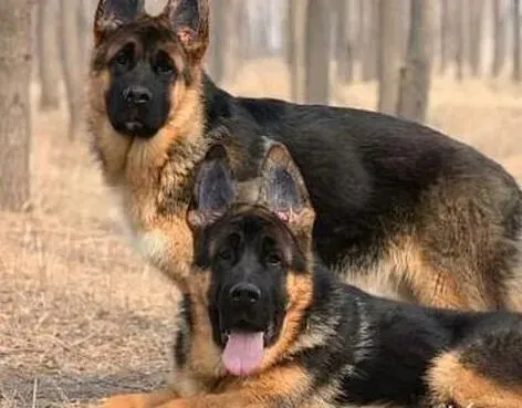 德国牧羊犬|德国牧羊犬总是把便便弄屁股上怎么办