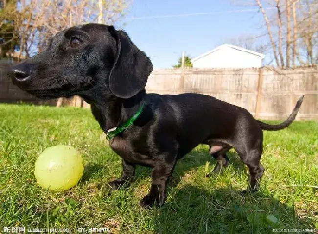 腊肠犬|腊肠犬犬瘟热一直抽搐怎么治疗