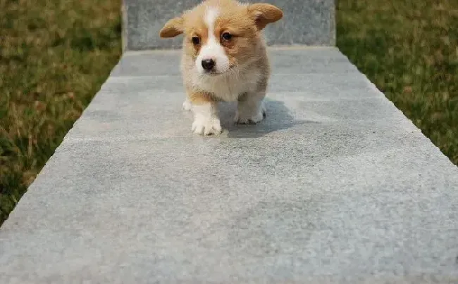 柯基犬|怎么训练柯基犬在报纸上大小便