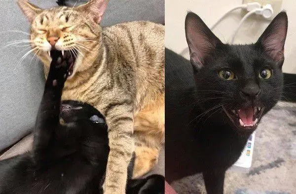 猫哥打呵欠弟弟伸出肉球 狠狠塞进哥哥嘴巴里 | 猫