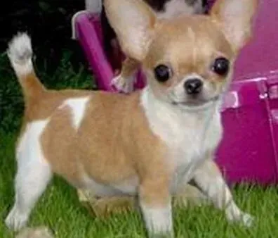 吉娃娃|生活健康小良方 吉娃娃食用洋葱中毒后应怎么办