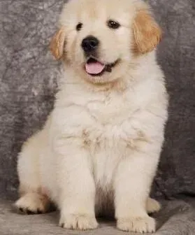 金毛|当金毛犬患上了感冒要怎样做才能痊愈
