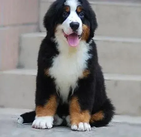 伯恩山犬|饲养伯恩山犬的六大理由