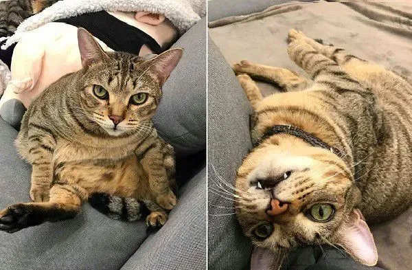 猫哥打呵欠弟弟伸出肉球 狠狠塞进哥哥嘴巴里 | 猫