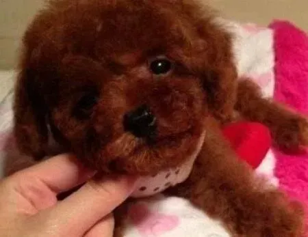 贵宾犬|贵宾犬没精神，不吃不喝怎么办