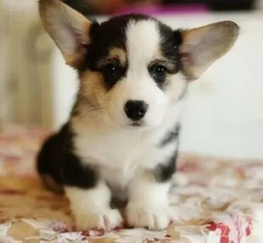 柯基犬|饮食加护理 如何照顾妊娠期的柯基犬