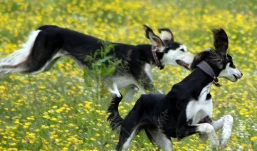 萨路基猎犬喂养与管理 要吃大约二百多克的肉类 | 萨路基