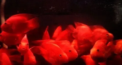 血鹦鹉鱼白点病 最实用的方法提升水温 | 血鹦鹉鱼