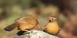 怎样挑选画眉鸟 选养画眉鸟要挑选雄性的 | 画眉鸟