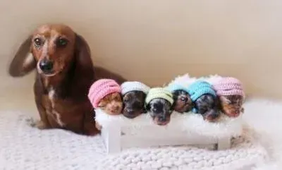 腊肠犬|腊肠犬突然呕吐黄水是怎么回事