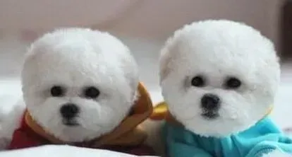比熊犬|比熊犬全身脱皮，而且有很多红点怎么办
