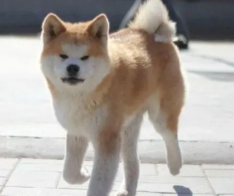 秋田犬|如何科学喂养断奶以后的秋田犬宝宝