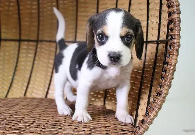 比格犬|两个多月的比格犬不拉便便如何是好