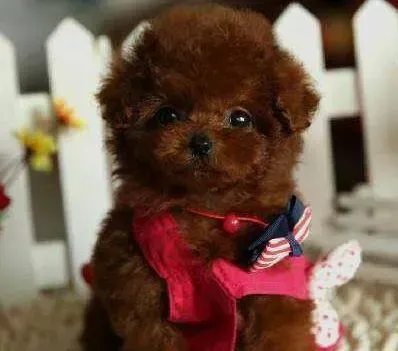 泰迪犬|面对泰迪犬的腹泻问题大家怎样解决最好