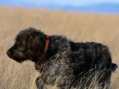 刚毛指示格里芬犬的特点 该犬十分聪明 | 刚毛指示格里芬犬