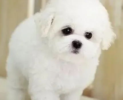 比熊犬|心理从小培养 怎样让比熊犬变得更优秀