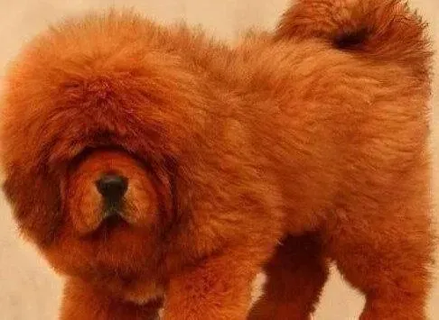 藏獒|藏獒有点咳嗽和高烧应该给它吃点什么药
