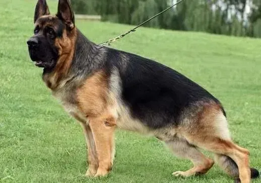 德国牧羊犬|德国牧羊犬发烧需高度重视
