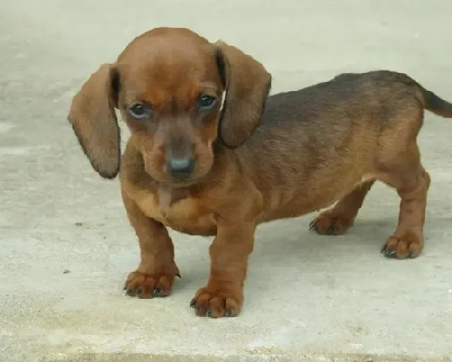 腊肠犬|腊肠犬的鼻子干，有眼屎打喷嚏是怎么了