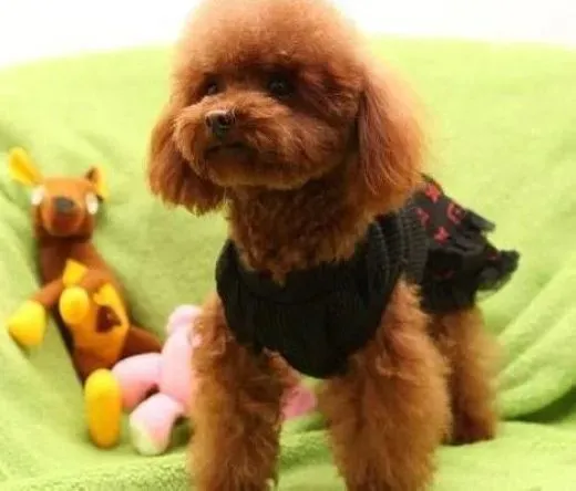 贵宾犬|训练对贵宾犬与主人之间的关系有什么好处