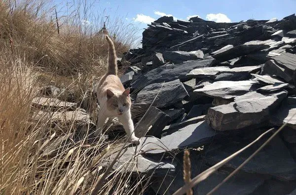 要是再不走一定走不了 旅途偶遇亲人猫咪不舍离开 | 猫