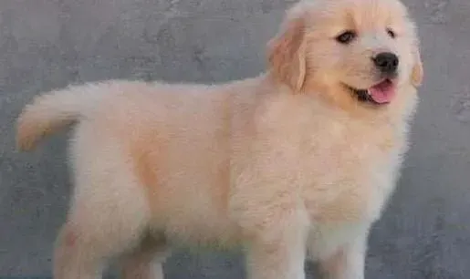 金毛|金毛犬每天吃多少才最合适