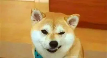 柴犬身高 雄性柴犬肩高在36到41厘米 | 柴犬