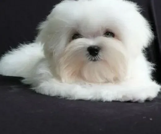 马尔济斯|给马尔济斯犬吃糖是在害它