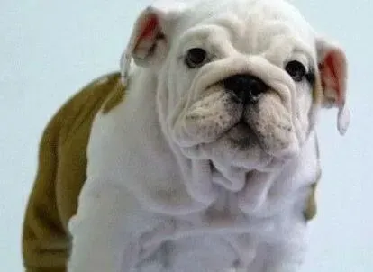 英国斗牛犬|怎么能通过斗牛犬的叫声听懂它的意思呢
