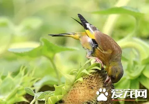 金翅雀饲养 金翅雀可饲养于小型笼中 | 金翅雀