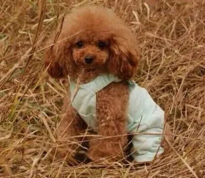 泰迪犬|家有两只泰迪犬主人要怎样进行饲养
