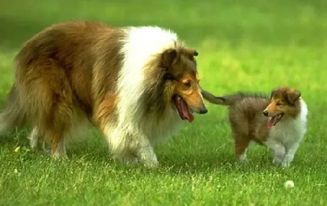 苏格兰牧羊犬|为苏格兰牧羊犬购买用品的小贴士