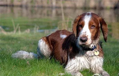 史宾格犬是猎犬吗 是许多现今陆地猎犬的祖先 | 史宾格犬