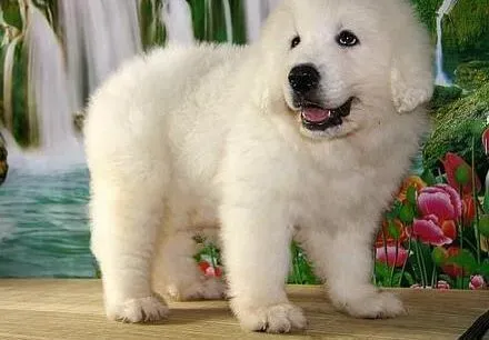 大白熊犬|养狗经验谈：怎么训练大白熊犬大小便