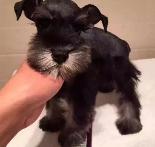 雪纳瑞|有什么办法能阻止雪纳瑞晚上抓门