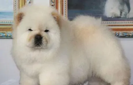 松狮犬|面对松狮犬感冒，我来告诉你如何应对