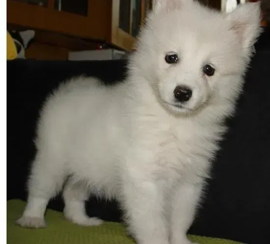 银狐犬|如何亲手护理好高龄的银狐犬