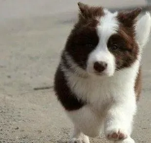 边境牧羊犬|边境牧羊犬最近泪腺很严重有方法去除吗
