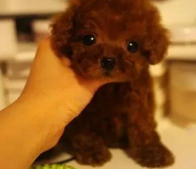 泰迪犬|泰迪的喂养攻略