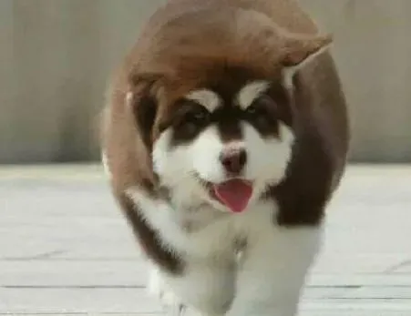 阿拉斯加犬|怎样让阿拉斯加雪橇犬喜欢上睡篮
