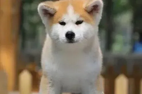 秋田犬|秋田犬打喷嚏流鼻涕还咳嗽怎么治疗