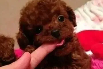 泰迪犬|如何正确面对泰迪犬乱咬东西的恶习
