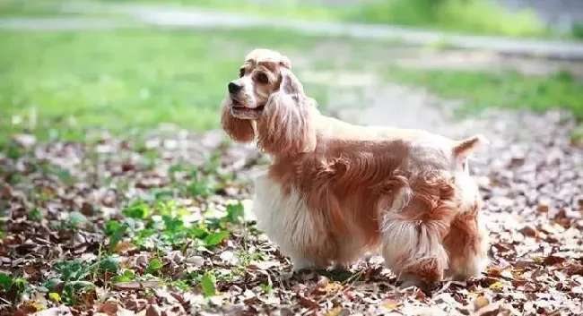 可卡犬|可卡犬拉出很多的虫子需要怎样帮助它驱虫