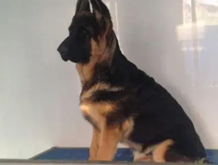 德国牧羊犬|求治疗方法 德国牧羊犬得了冠状病毒