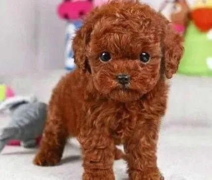 贵宾犬|文明训练贵宾犬 请勿殴打和恐吓