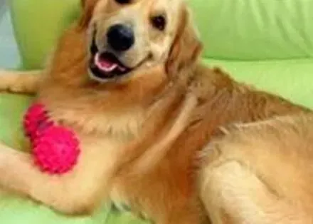 金毛|宠物主人必知 照顾金毛犬的三个要点